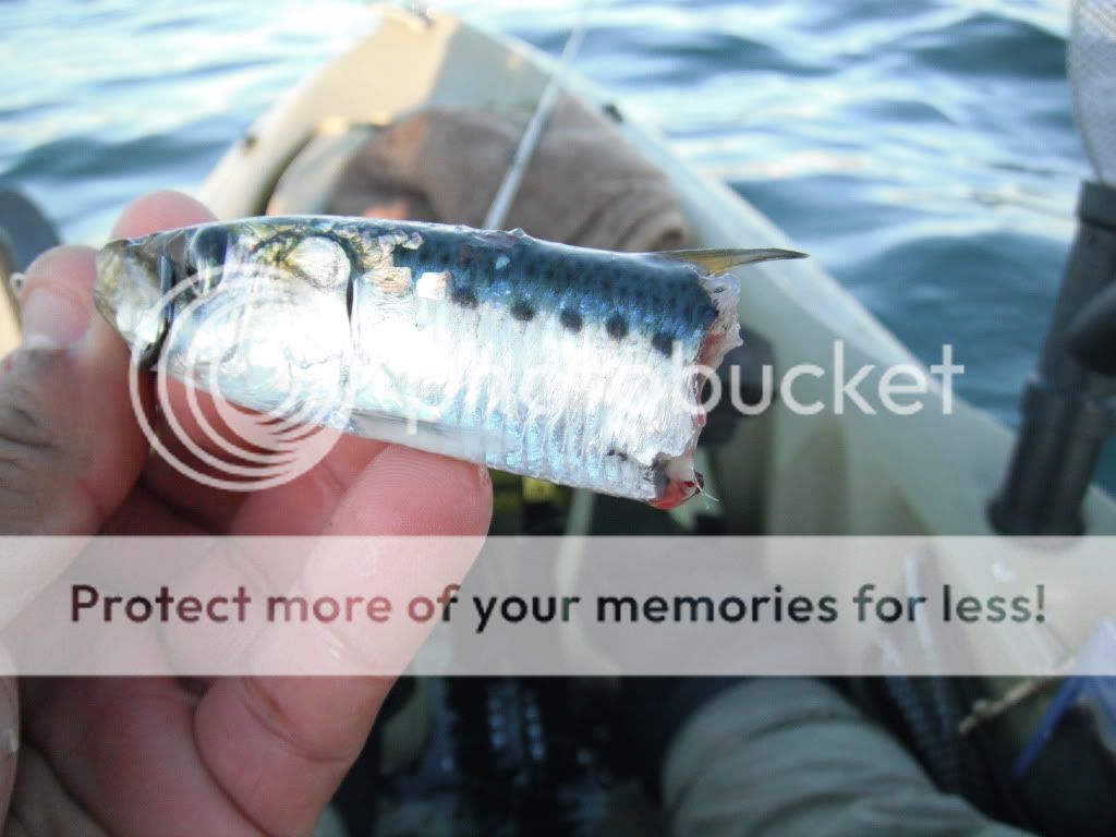 halibut rig Kayak Fishing Adventures on Big Water’s Edge